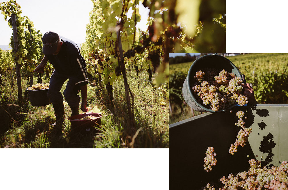 Weingut Georg Müller Stiftung
